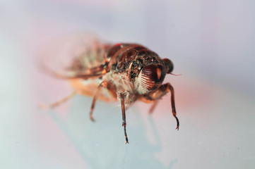 mosquito sucking blood extreme closeup