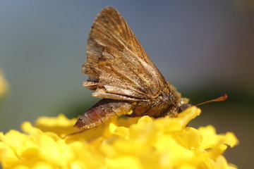 moth sitting on a yellow flower in natural lighting