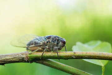macro of a fly