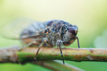 fly on leaf