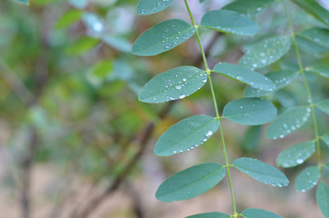 Fototapeta na wymiar Large drops of rain on the green leaves of acacia. Soft focus. Close up