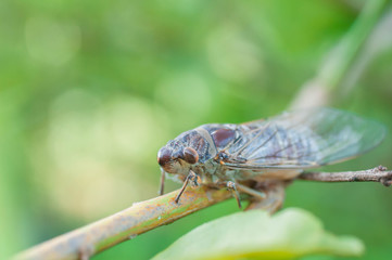 dragonfly on a leaf
