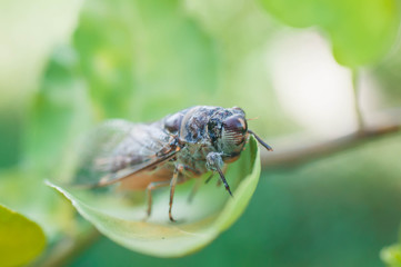 Naklejka premium fly on leaf