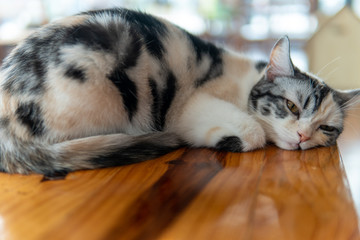 Sleepy cats relax inside