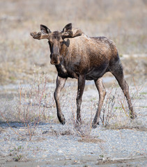 Moose in the spring