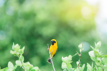 green parrot on a branch