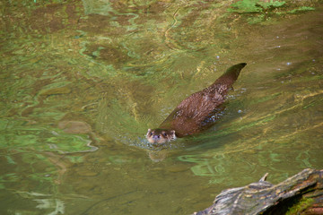 otter swims in the water