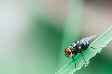 macro of a fly
