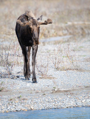 Moose in the spring