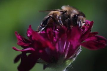 honeybee sitting on a red flower in natural lighting
