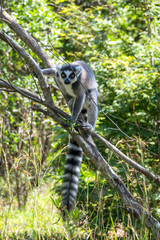 Ring-tailed Lemur, Lemur catta on tree