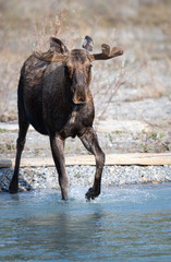 Fototapeta premium Moose in the spring