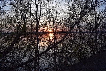 sunset through trees