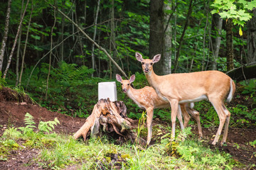 Deer mother and baby are licking salt brick in a forest