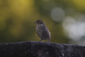 sparrow sitting on a edge with colorful bokeh background from the evening light