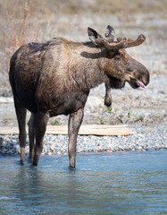 Moose in the spring