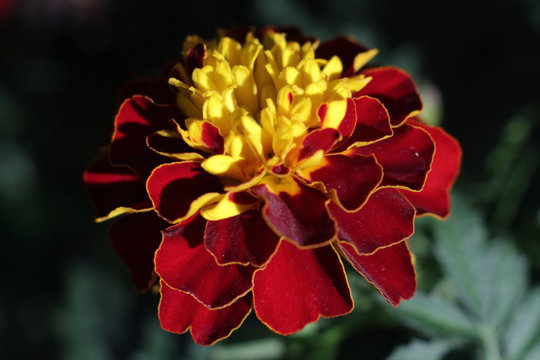 Beauttiful Singled Out Marigold Flower In Natural Lighting