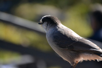 Close Up of a Canada Jay