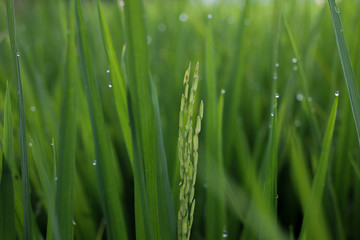 Rice field
