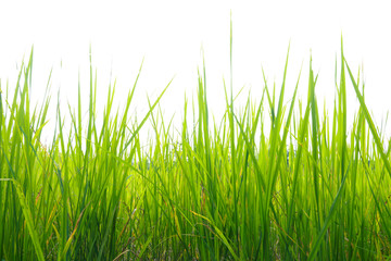 Green grass, slender leaves. White background.