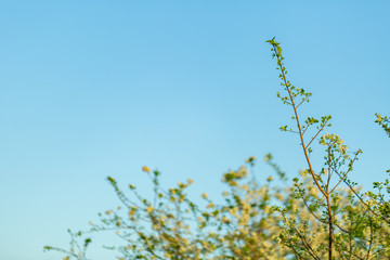 Pretty and simple nature with blue skies