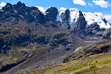 Fototapeta na wymiar Alpacas near the Vilcanota Mountain Range in Peru