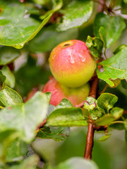 Close-up of wet apples growing on fruit tree
