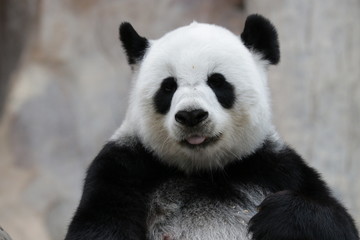Obraz na płótnie Canvas Close up Fluffy Giant Panda in Thailand