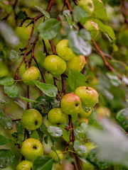 Close-up of wet apples growing on fruit tree