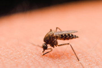 mosquito sucking blood extreme macro