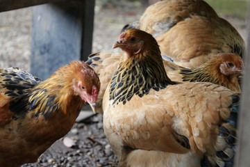 Close up Giant Chicken, Brahma Chicken