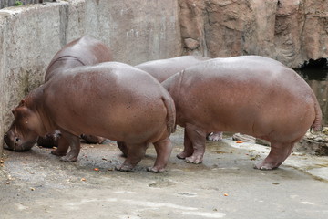 hippopotamus in the zoo