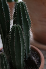 Fototapeta premium Close up cactus in the garden