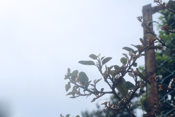 くもり空と枯れた植物と錆びたフェンス