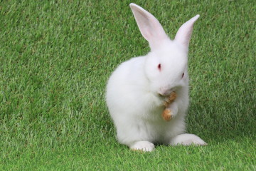 white rabbit on green grass