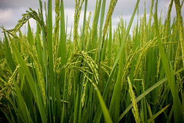 Fototapeta premium Rice field