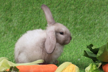 Grey Bunny Rabbit on green yard
