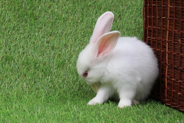 Little White Bunny Rabbit with Red Eyes on the Green Yard