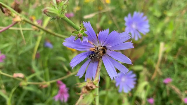 fluffy bumblebee on blue chicory flower on blurred green background, selective focus. High quality 4k footage