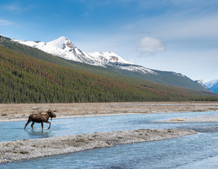 Moose in the spring