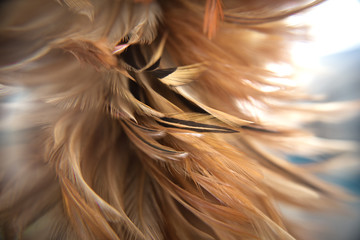 Focus, wood, feathers, brown Blur backgroundFocus, wood, feathers, brown Blur background