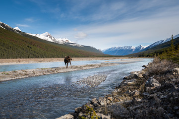 Moose in the spring
