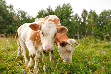 Fototapeta na wymiar cow grazing on a green meadow. large horned livestock eats the grass. animals close up. Concept of meat products, agriculture, life in nature, organization for the protection of animals