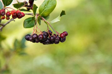 crop: black-fruited Rowan berries on a tree in the garden. the products are ready for export. import of seasonal goods.