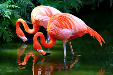 A pair of Flamingos in a pond.