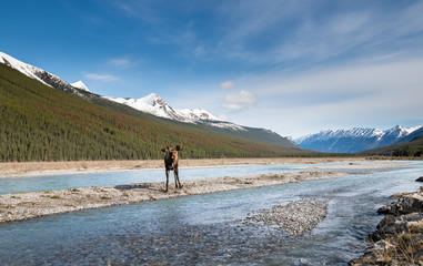 Moose in the spring