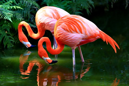A pair of Flamingos in a pond.
