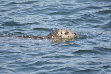 Obraz premium Harbor Seal in the water