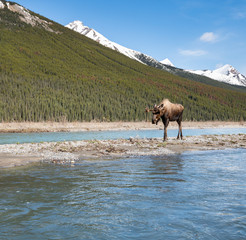 Moose in the spring
