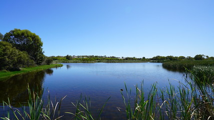 Fototapeta na wymiar Lake and reeds in Western Australia